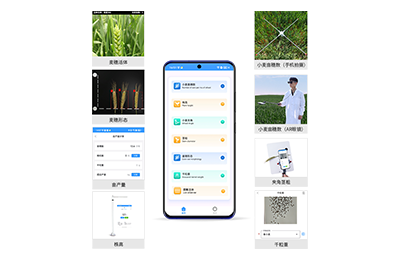 珠海市小麦表型测量仪IN-XM05